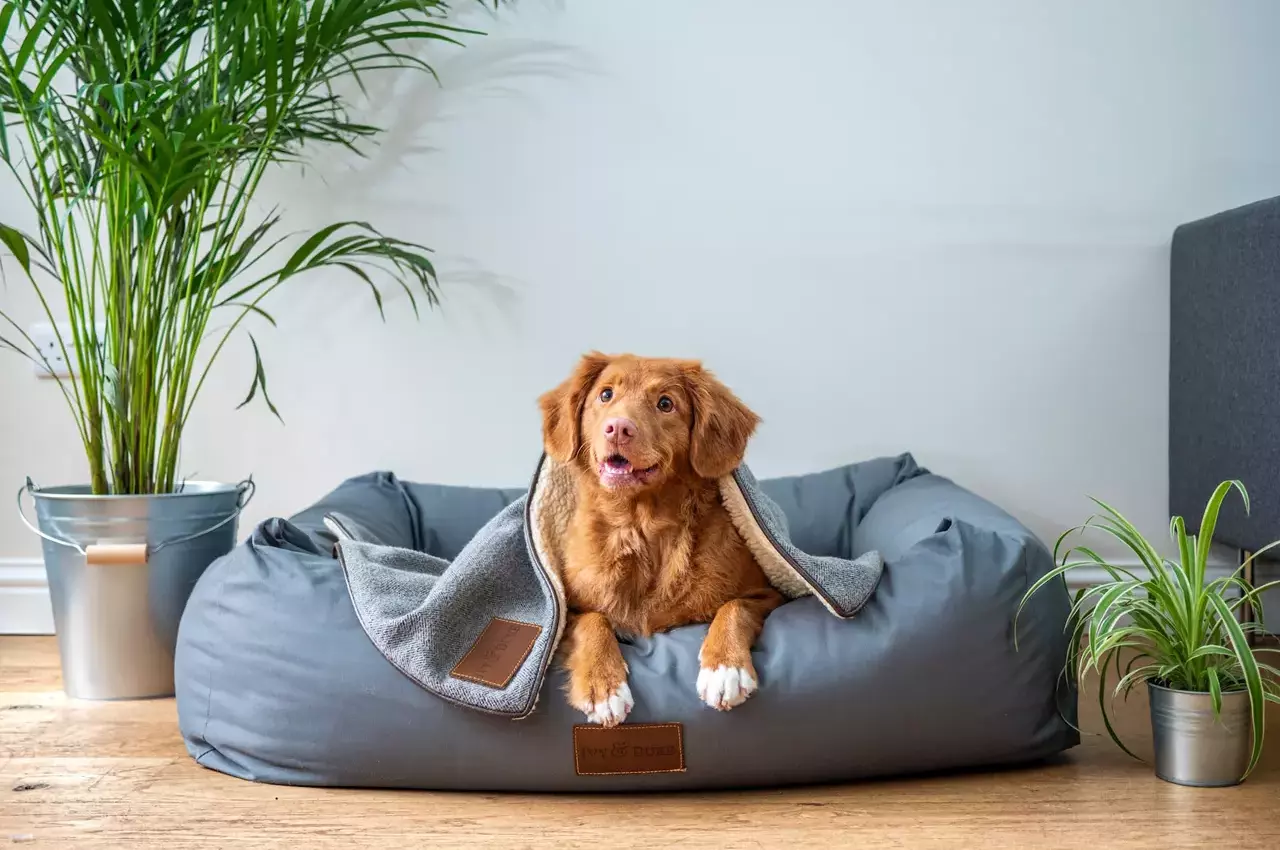cane